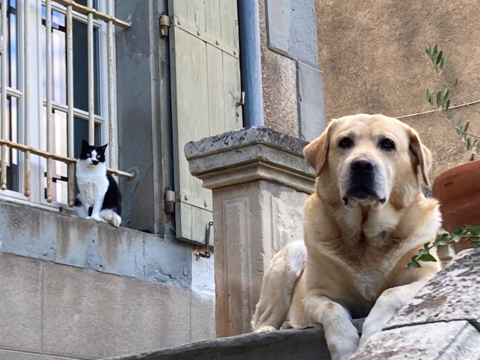 Chambres D'Hotes Le Clos De Venes Saint-Couat-dʼAude エクステリア 写真